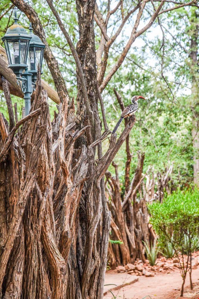 Hotel Mokolodi 2 Botswana nomad remote bfb833a4-f0dc-4c88-9b01-caeb7013b5d9_Boma fence.jpg